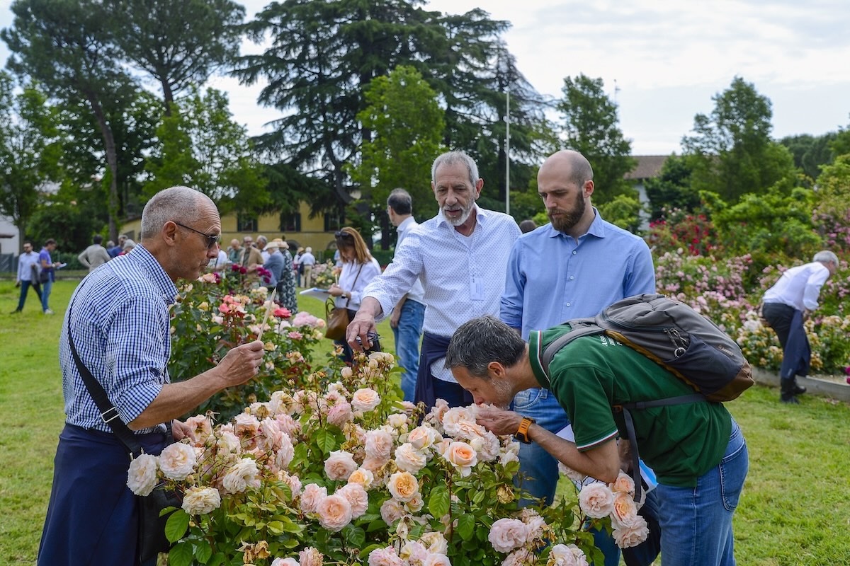 Alcune rose in concorso all'Unibo International New Rose Trials 2024 